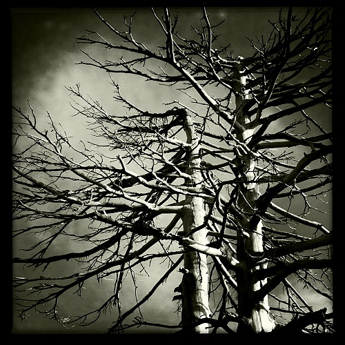 Caproni_04