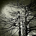 Caproni_04