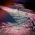 caproni_38