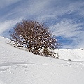 Caproni_14