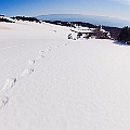 Caproni_46